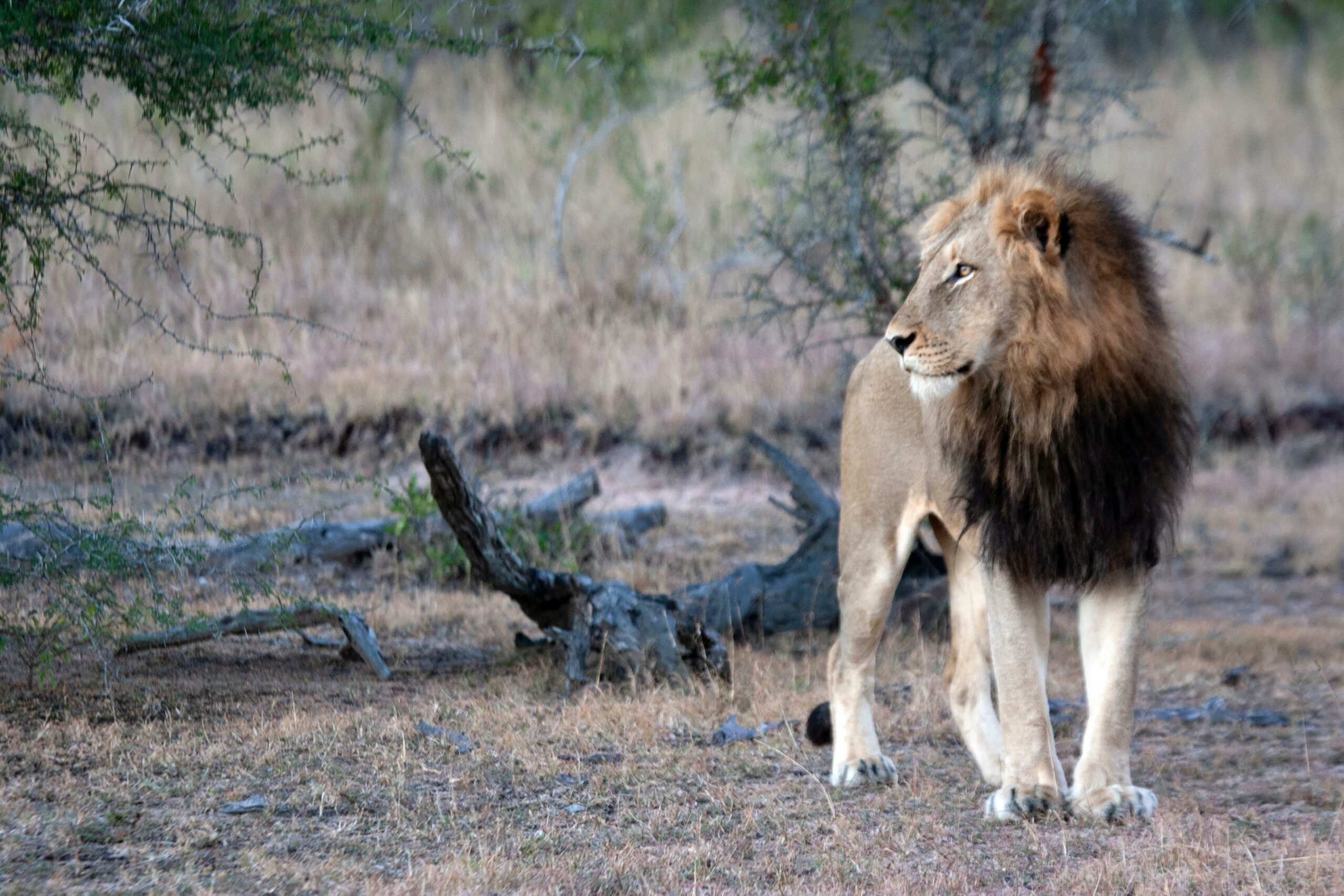 10 Interesting Facts About The Lion King