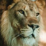 10-Interesting-Facts-About-The-Lion-King_featured