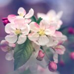 100-Facts-About-Flowers