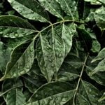 Curly-plants-in-nature