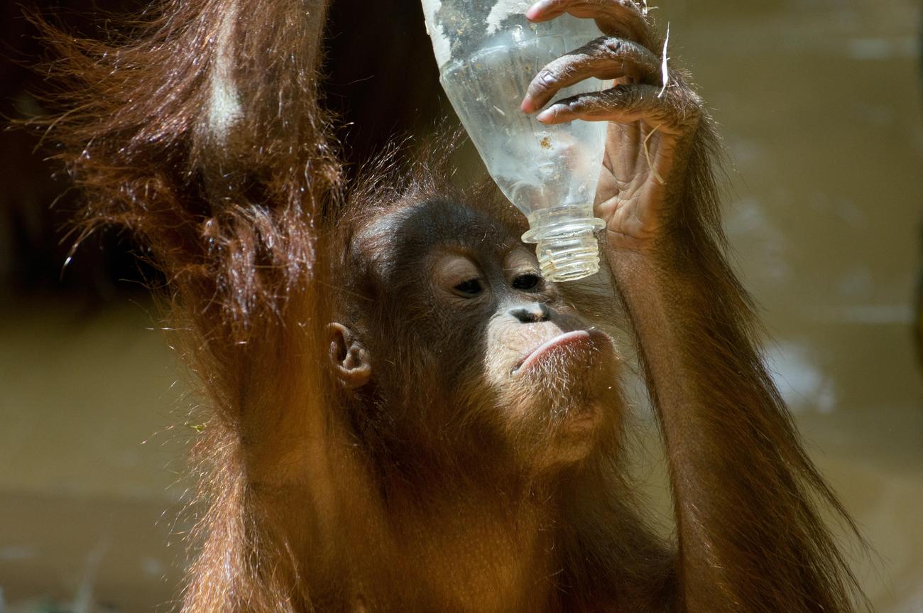 Endangered orangutan species