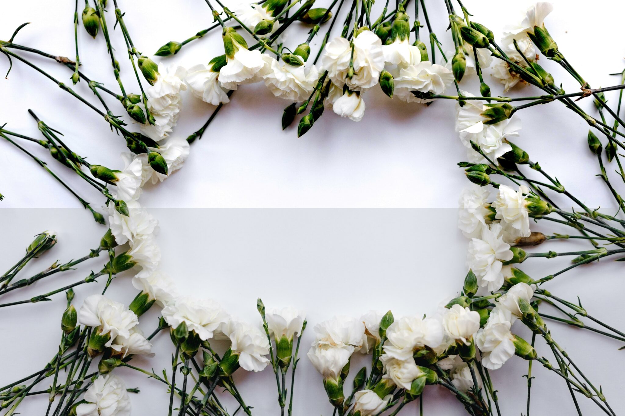 Blooming Wonders Fun Flower Facts for Kids