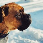 Famous-Boxers_featured