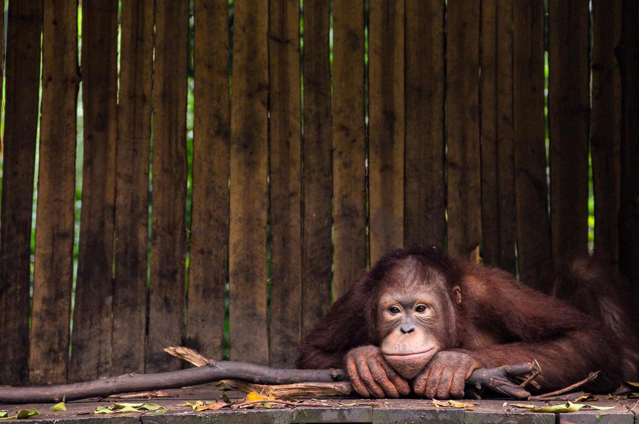 Fascinating orangutan habitat information