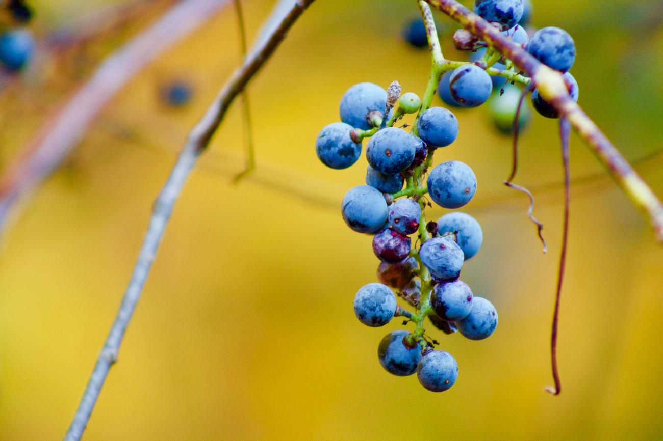 Fun Facts About Berries