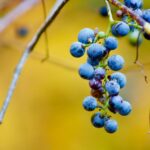 Fun-Facts-About-Berries_featured
