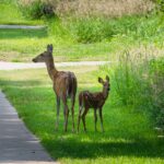 Fun-Facts-About-Omaha-For-Kids_featured