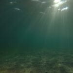 Fun-Facts-About-The-Little-Mermaid-For-Kids_featured