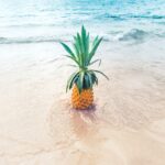 Guadeloupe-Animals_featured