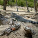 Guadeloupe-Culture_featured