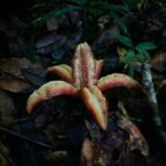 History-Of-Guadeloupe_featured