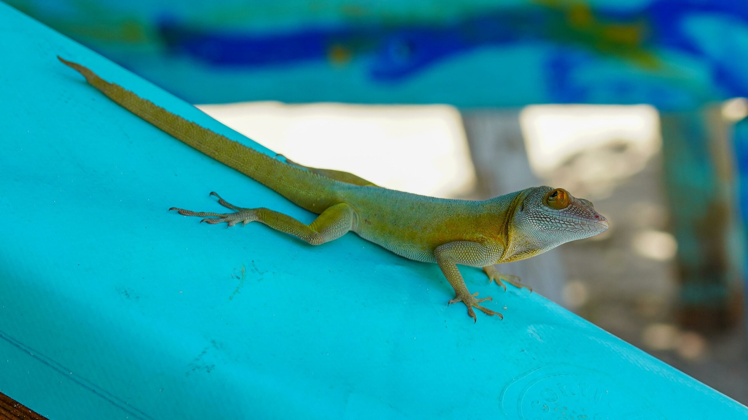 Interesting Facts About Guadeloupe For Kids