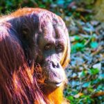 Interesting-Facts-About-Orangutans-Habitat_featured