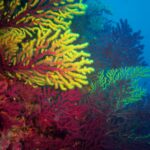 Is-The-Black-Sea-Dangerous_featured