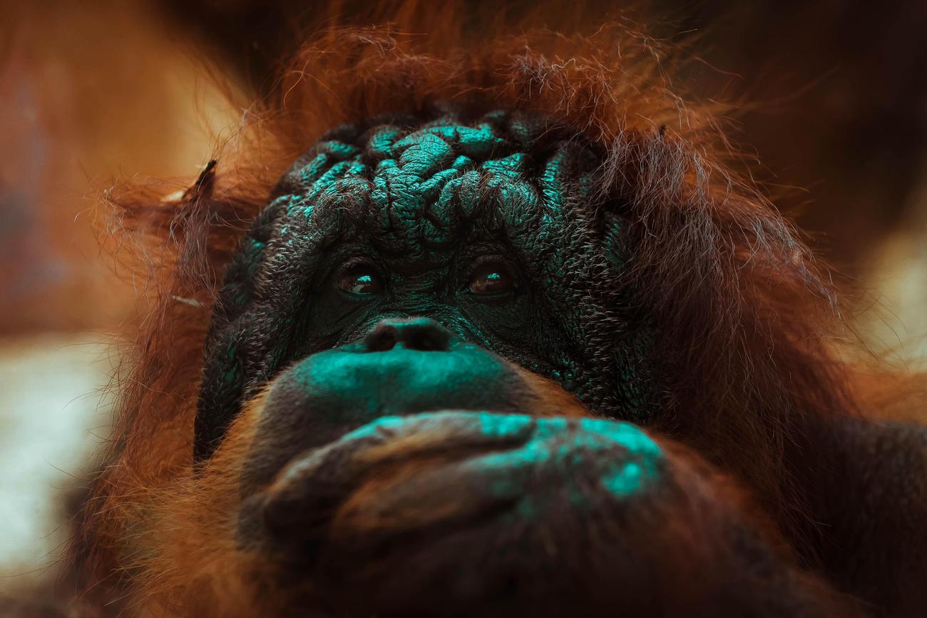 Orangutan habitat facts