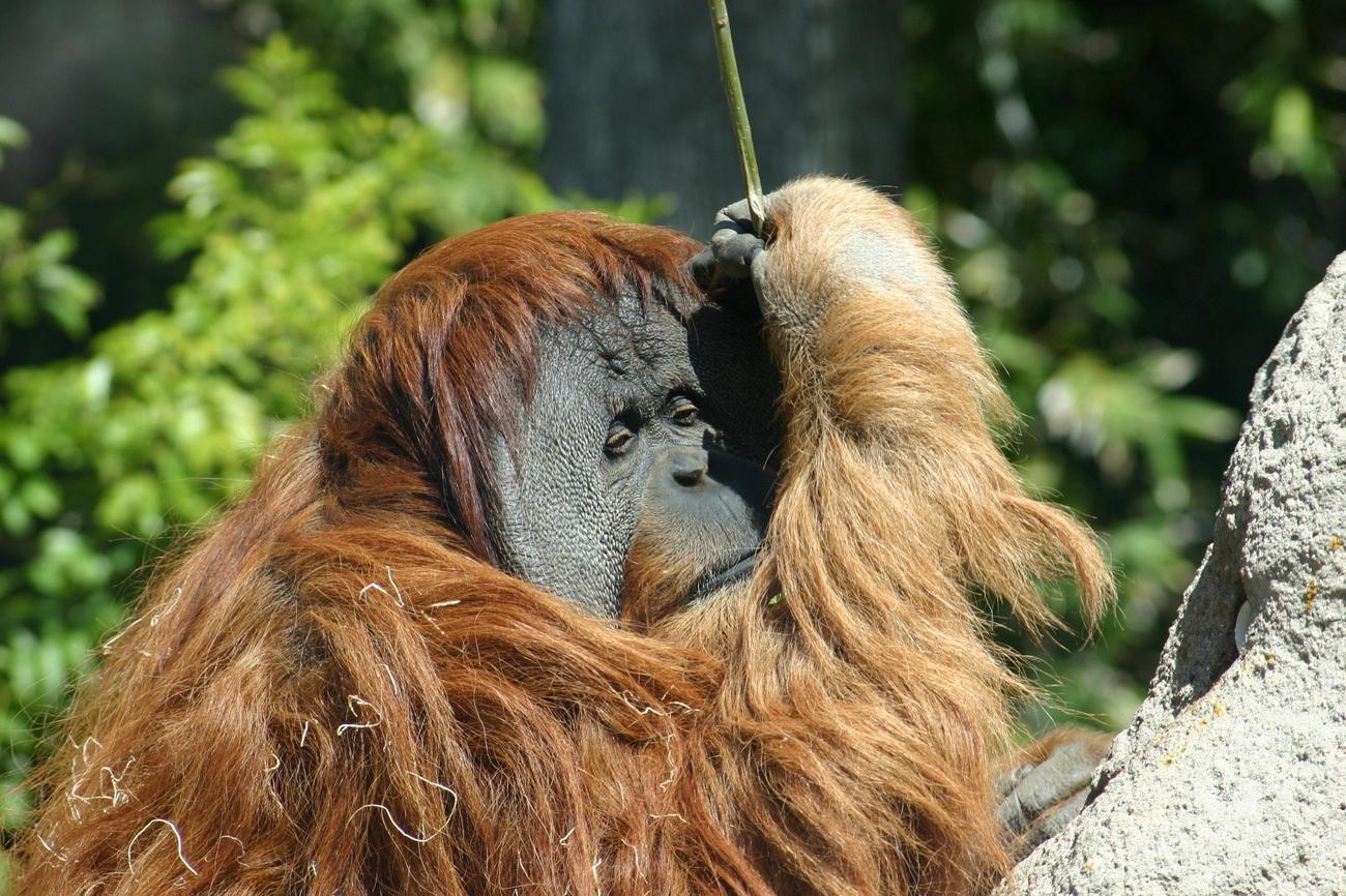 Orangutan physical appearance