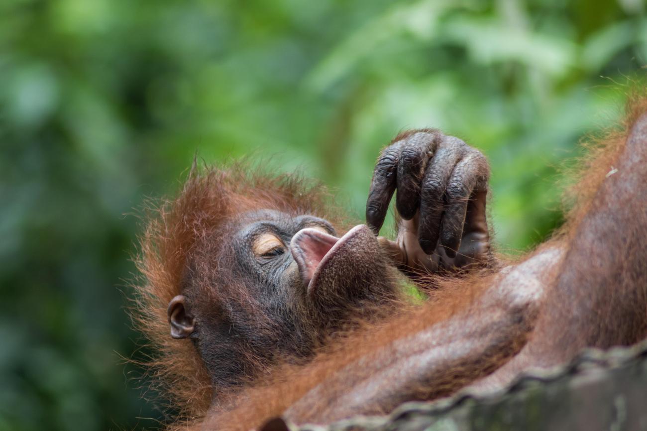 Orangutan visual traits