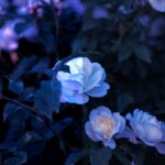 Romantic-Facts-About-Flowers