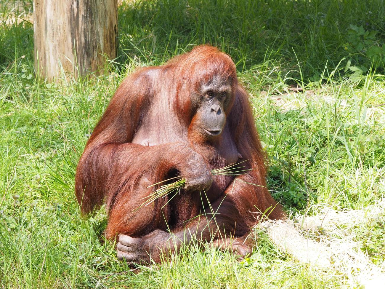 What Do Orangutans Look Like
