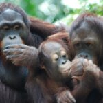 What-Do-Orangutans-Look-Like_featured