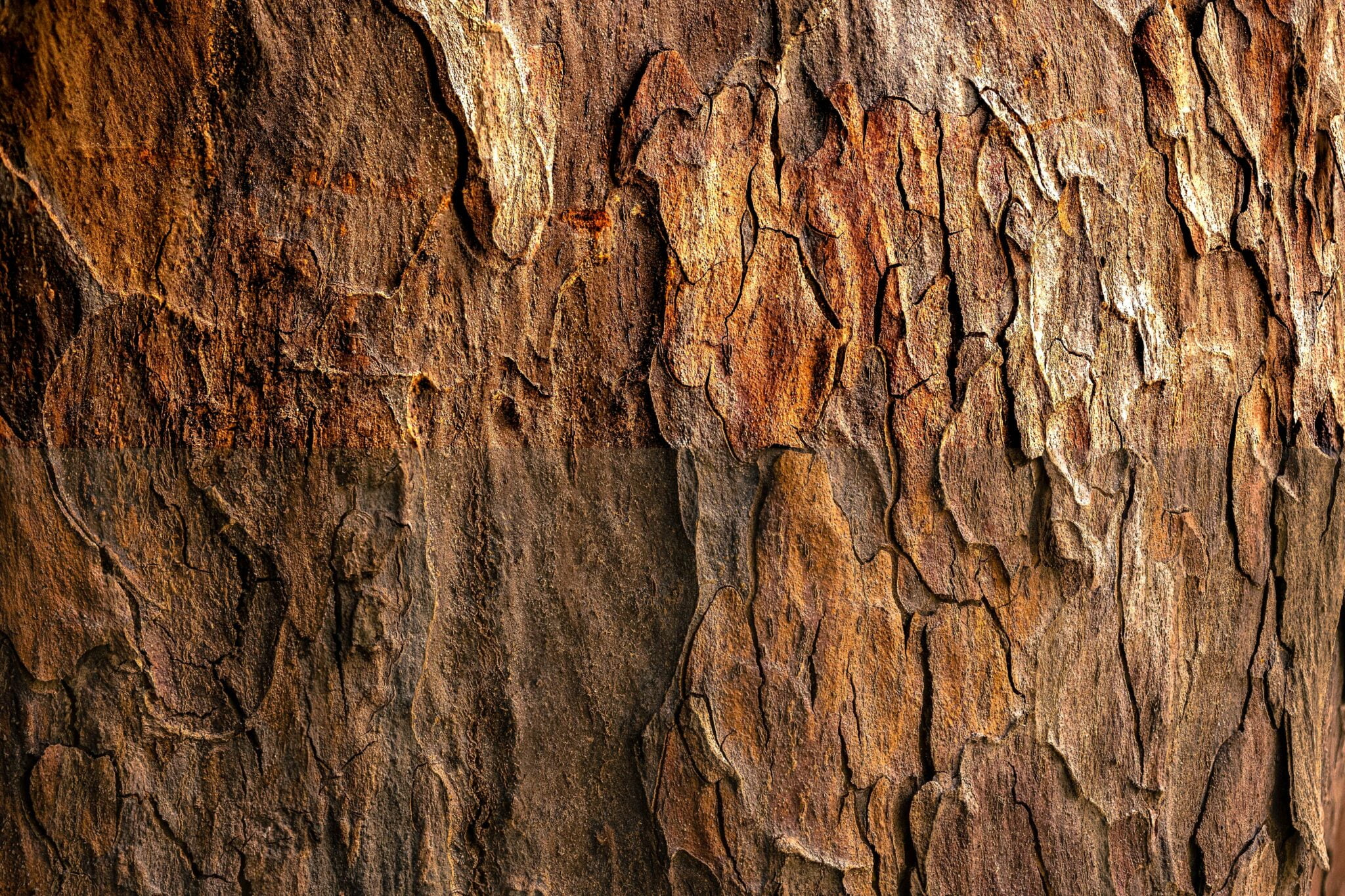 Aristotle's Legacy Unveiling His Greatest Contributions