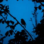 What-Is-Indigo-Used-For_featured