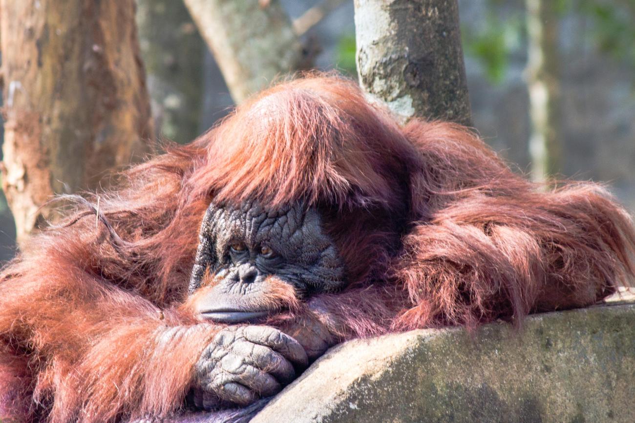 Why Are Orangutans Endangered