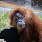 Why-Are-Orangutans-Endangered_featured