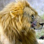 Why-Is-My-Old-Scar-Turning-Red_featured