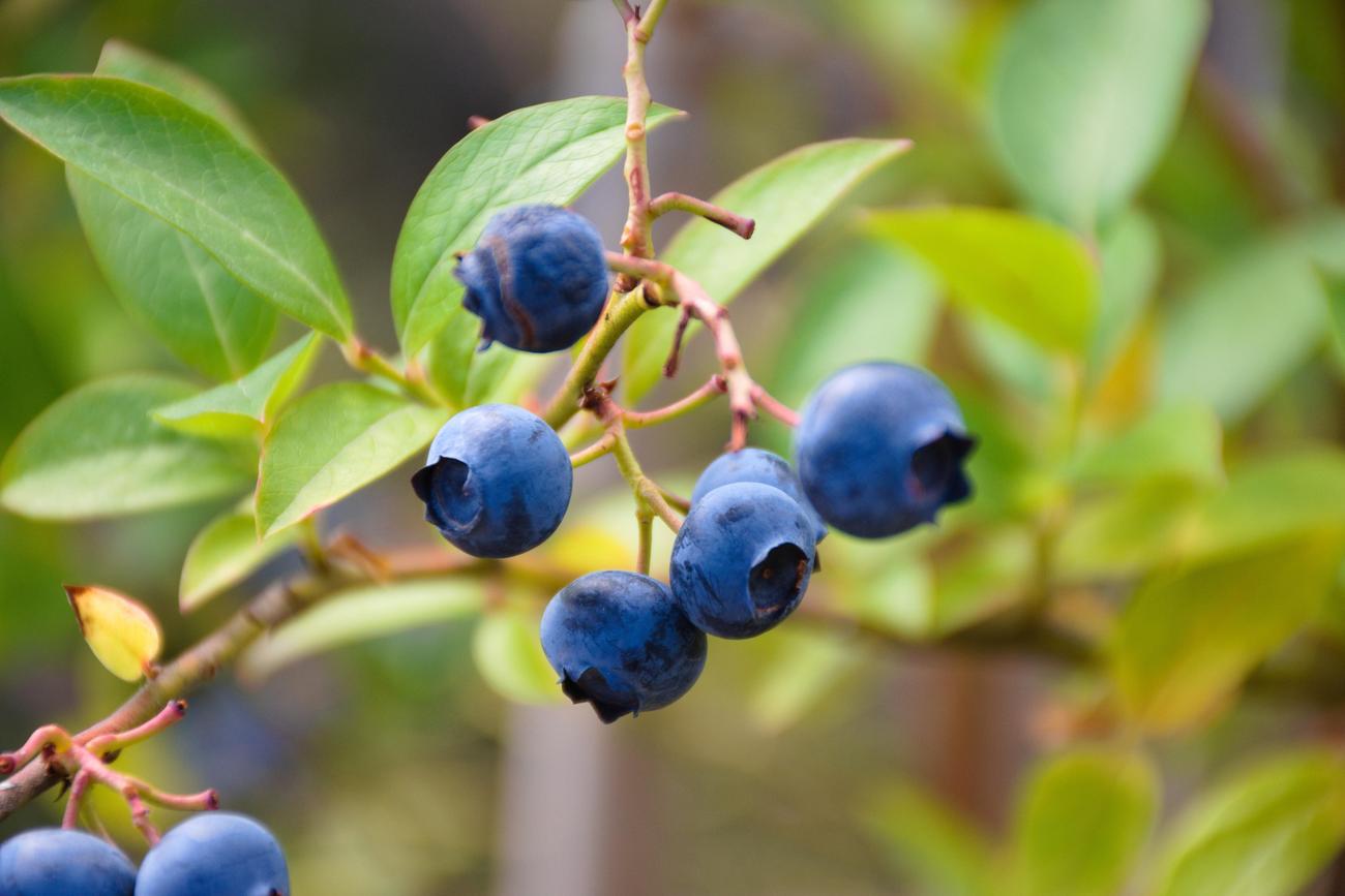 amazing facts about blueberry muffins