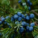 amazing-facts-about-blueberry-muffins_featured