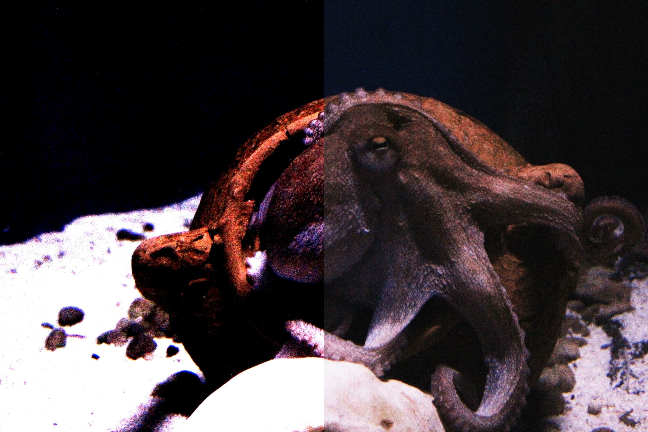 amazing properties of glass octopus