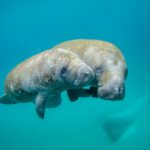 animal-biology_featured