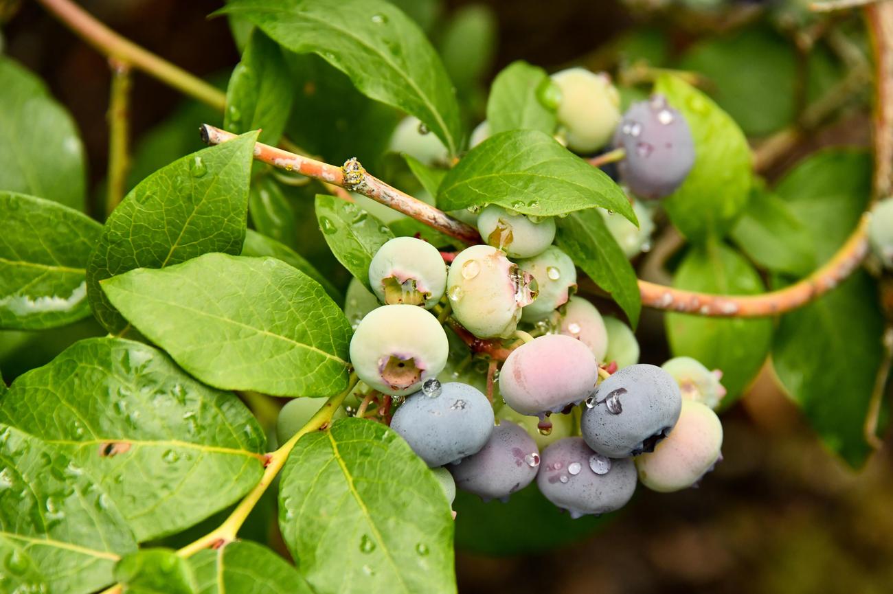 blueberries and strawberries fun facts