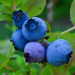 blueberries-and-strawberries-fun-facts_featured