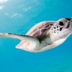 captivating-Caribbean-archipelago_featured