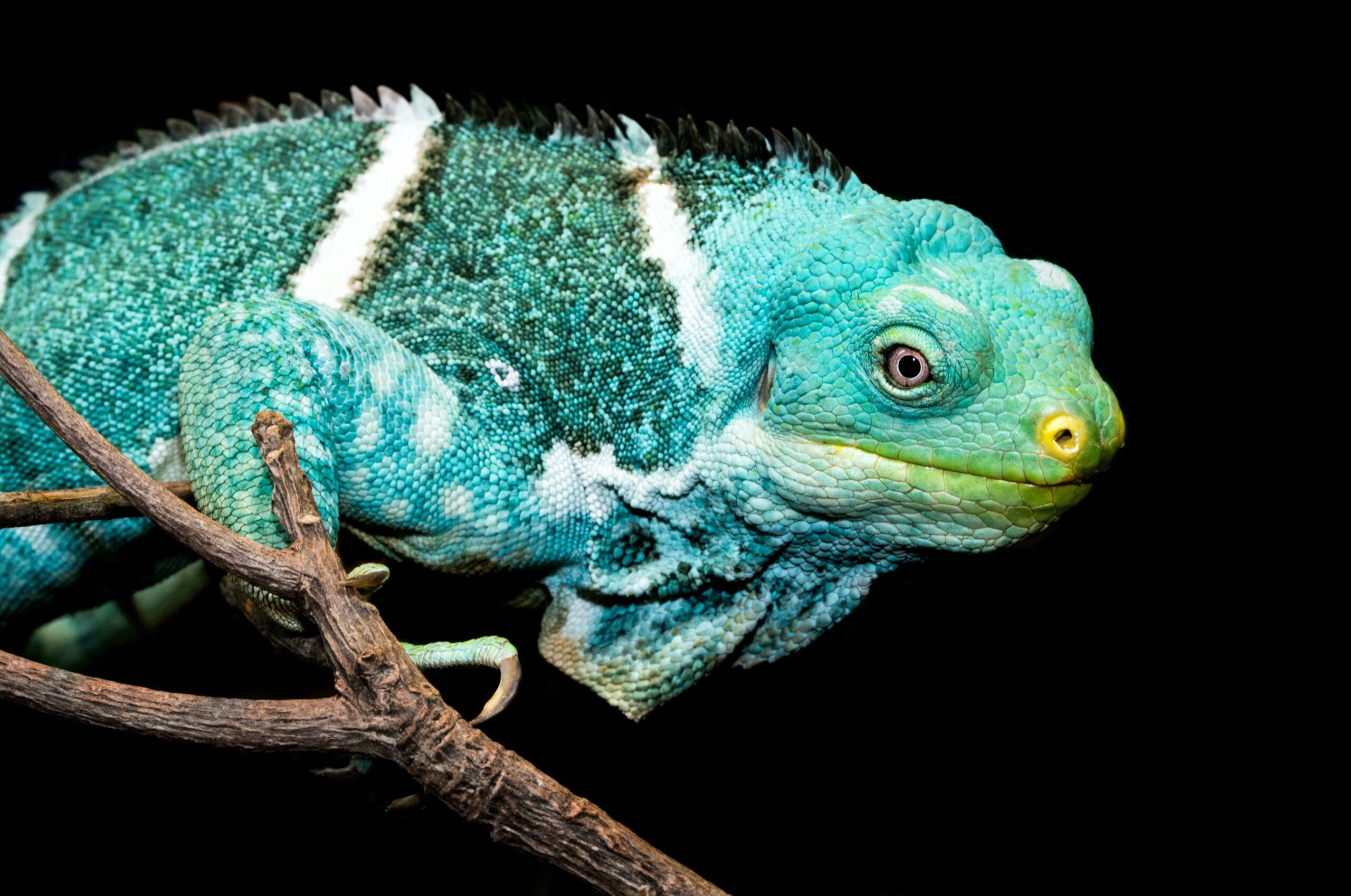 captivating facts about turquoise jewelry