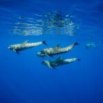 captivating-information-about-The-Little-Mermaid-Musical_featured