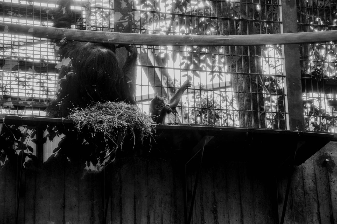 cool facts about orangutans