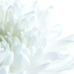facts-about-flowers