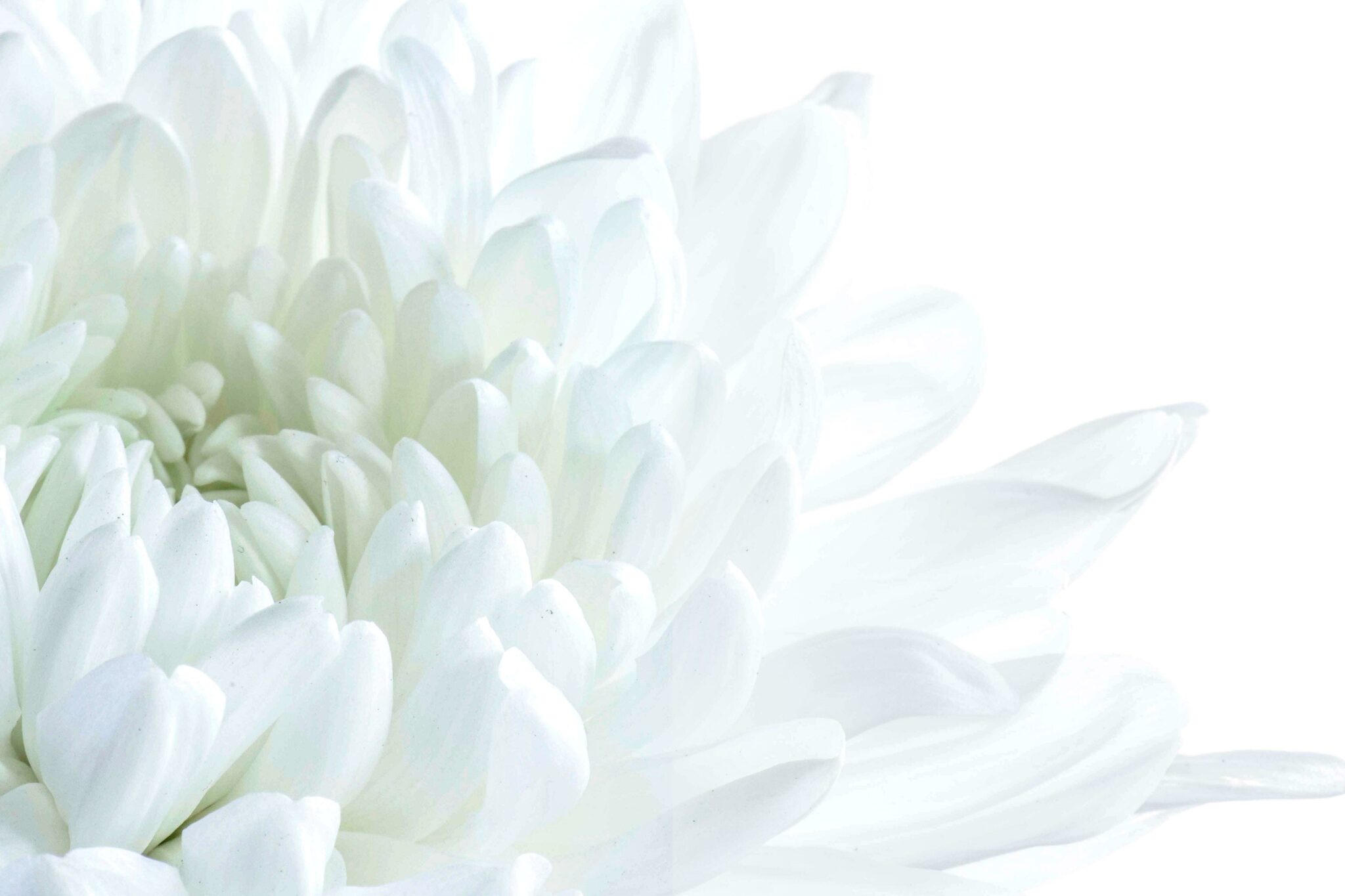 Fascinating Floral Insights Unveiling Captivating Facts about Flowers