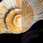 facts-about-fossils-for-6th-graders