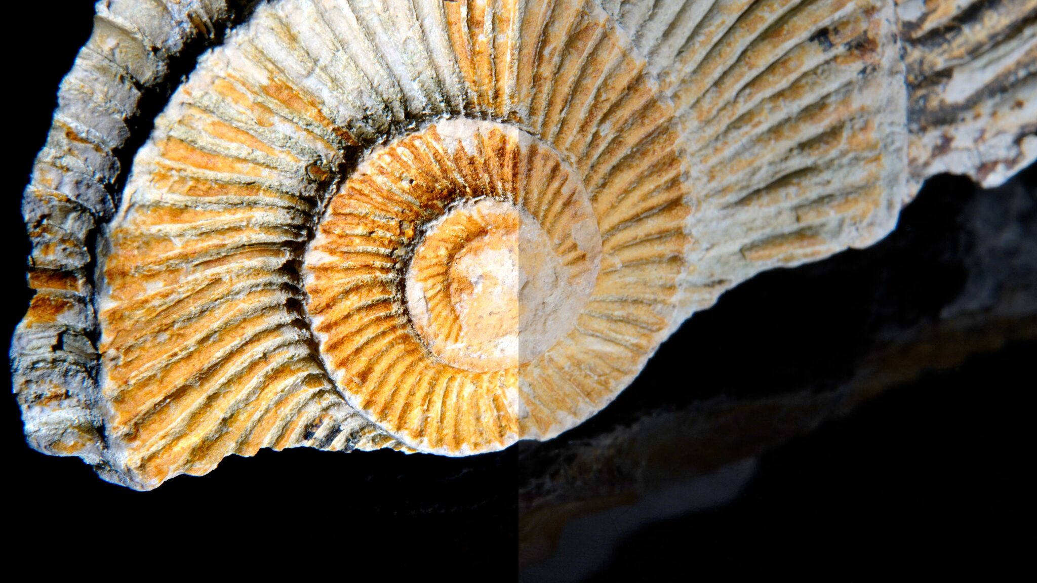 Exploring Prehistoric Wonders Fascinating Fossil Facts for 6th Graders