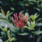 facts-about-landscaping_featured