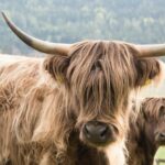 facts-about-longhorn-steakhouse_featured