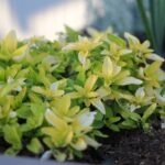 facts-about-the-landscaping-industry_featured