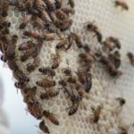 facts-about-waxing_featured