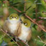 facts-on-waxing-gibbous_featured