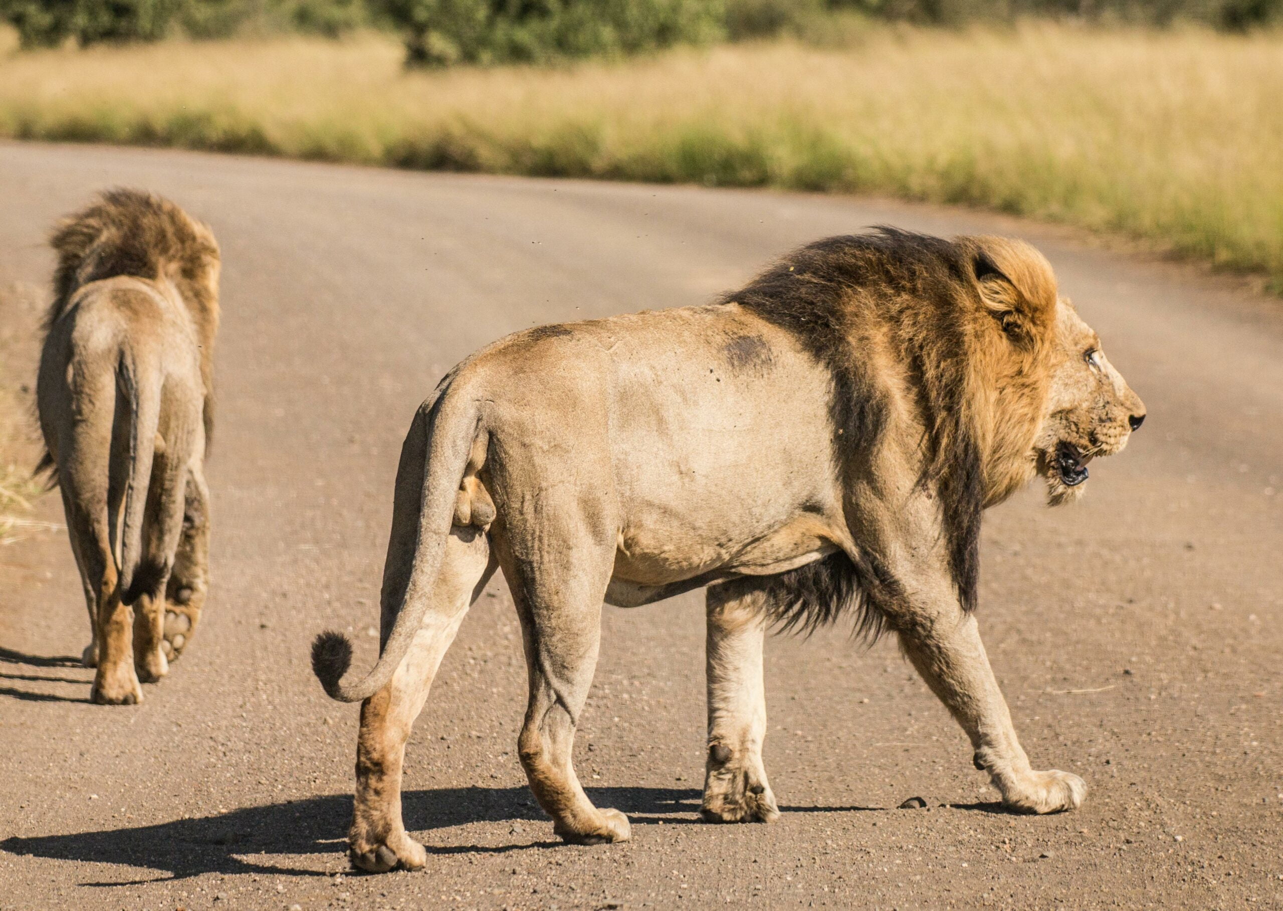 fascinating anecdotes Lion King