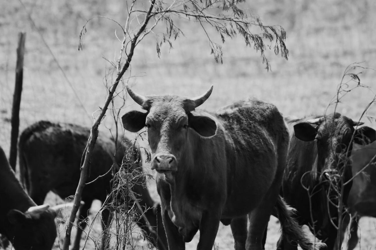 fascinating facts about steak